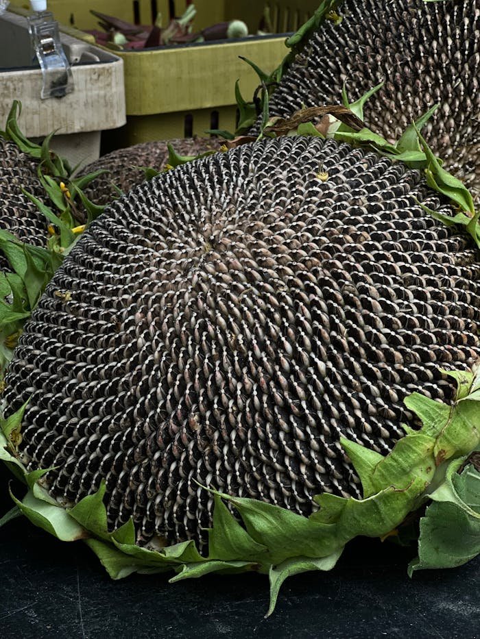 Detailed photo of sunflower heads showing seeds ready for harvest.